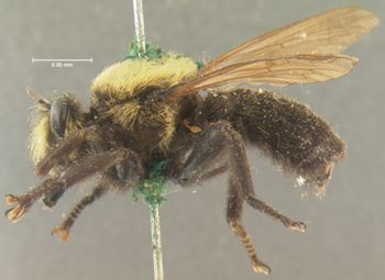 Media type: image;   Entomology 26401 Aspect: habitus lateral view
